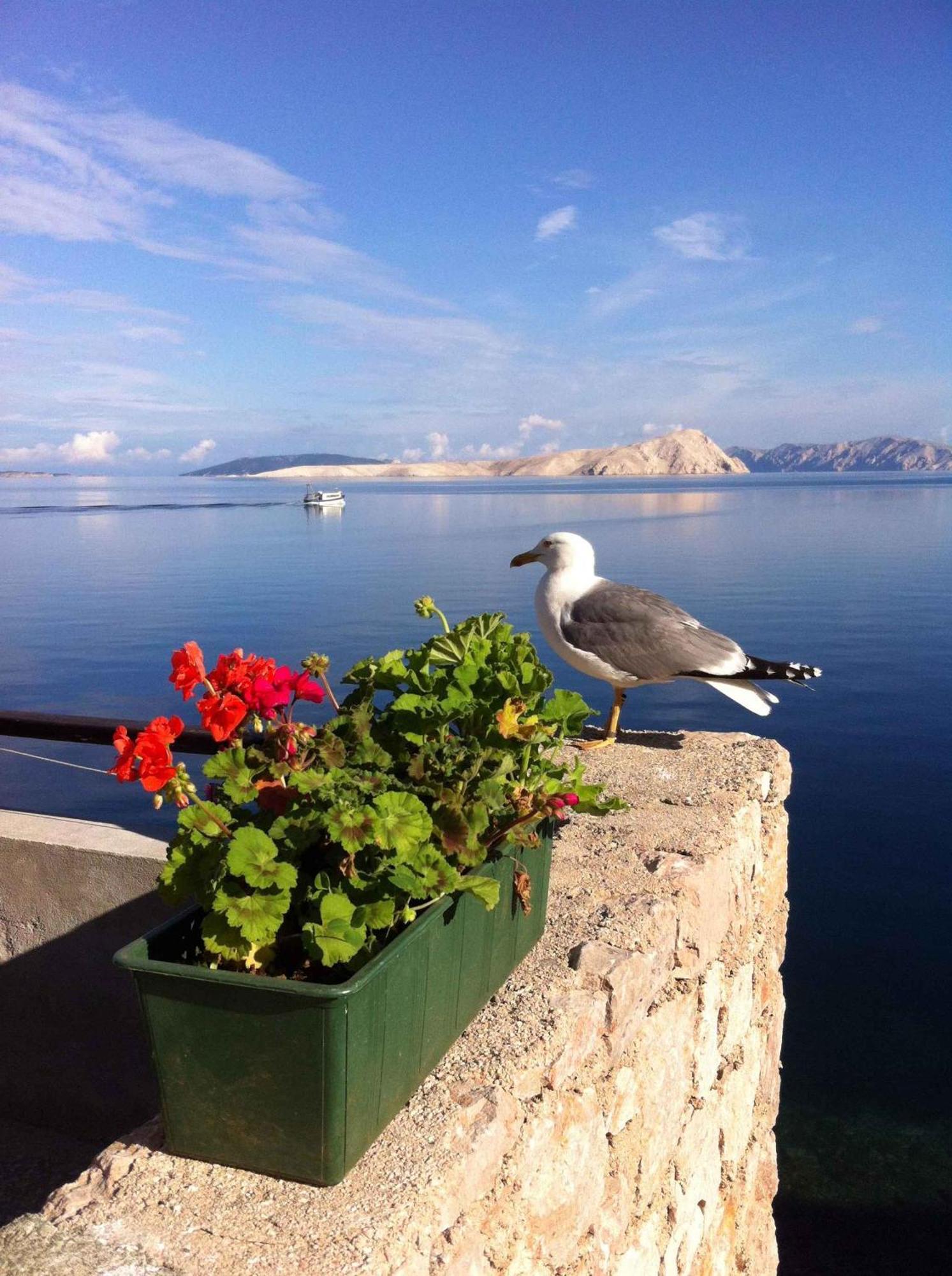 Apartment Starigrad/Senj 1 Starigrad  Buitenkant foto